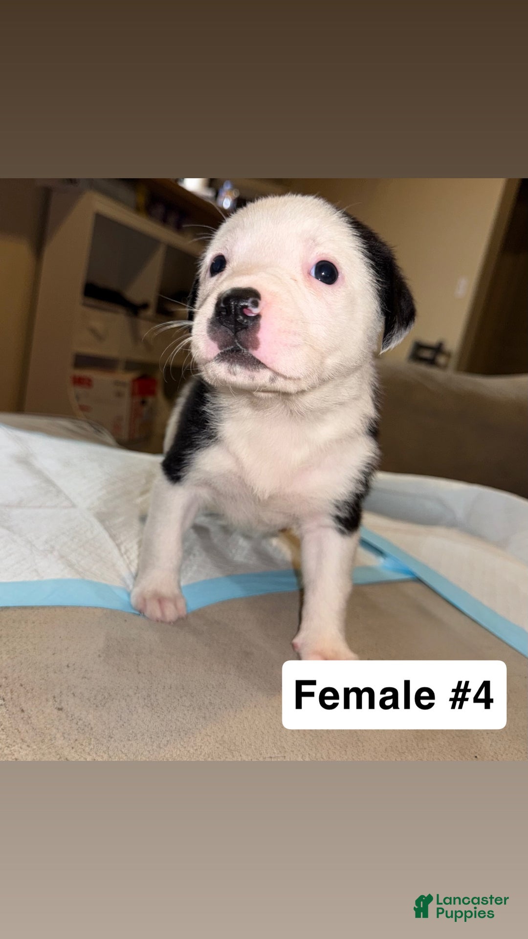Mixed Breed dogs for sale: Mixed Breed Puppy 4 - Ad 1