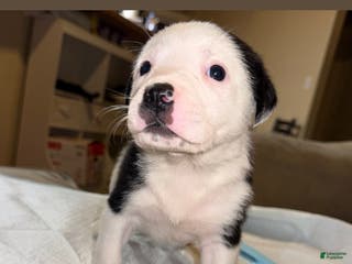 Mixed Breed dogs Mixed Breed Puppy 4 - Ad 9