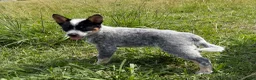Australian Cattle Dog dogs for sale: Renley - Ad 1