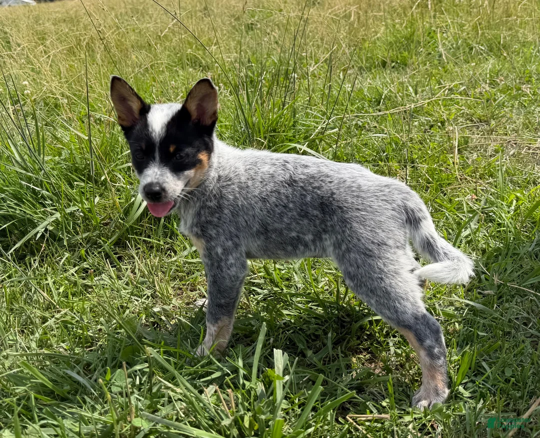 Australian Cattle Dog dogs for sale: Renley - Ad 1