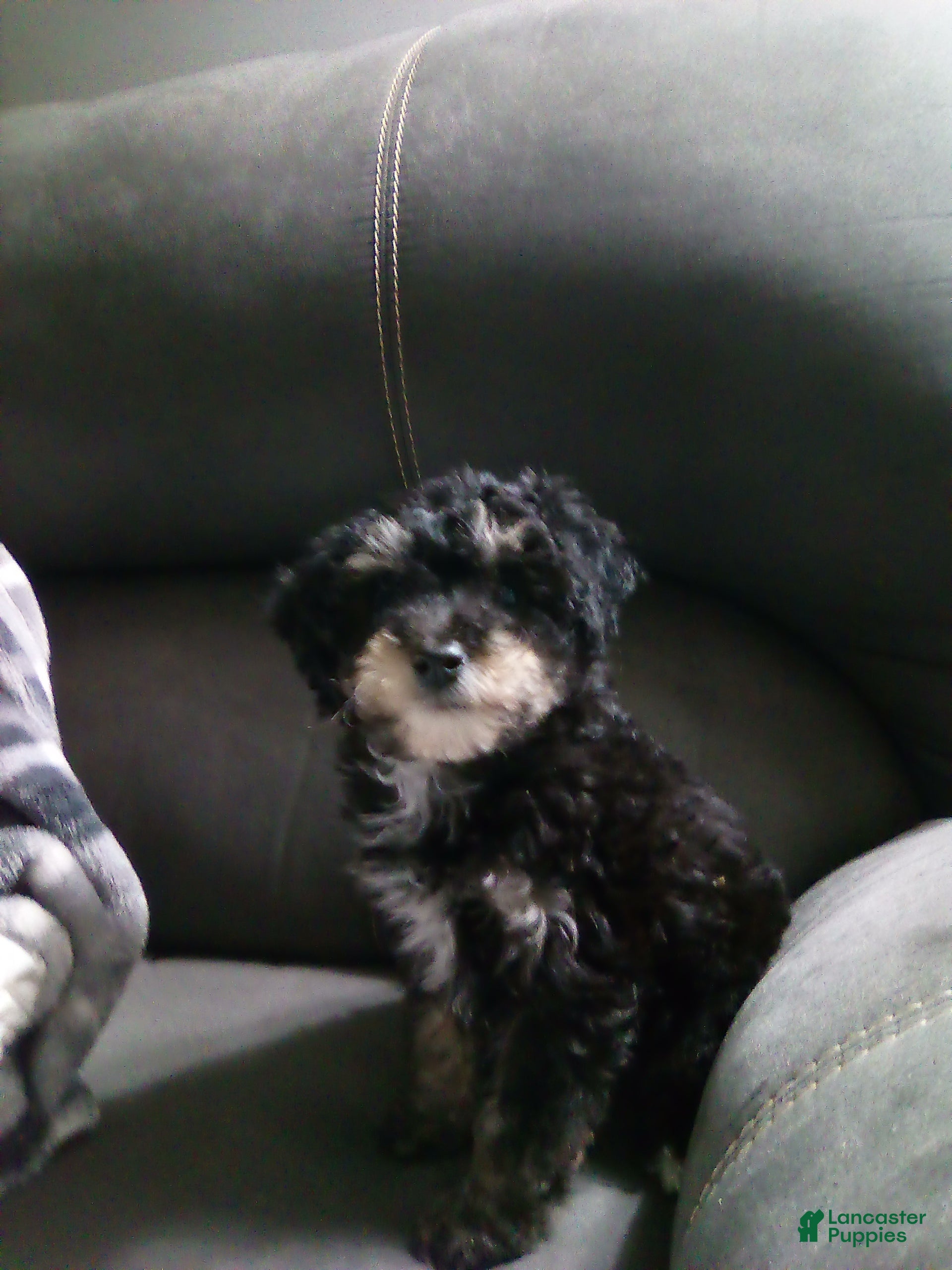 Toy Poodle dogs Rosetta - Ad 1