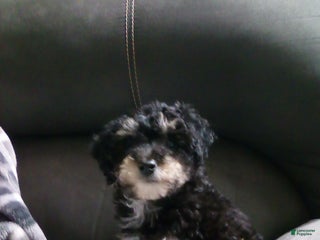Toy Poodle dogs Rosetta - Ad 13