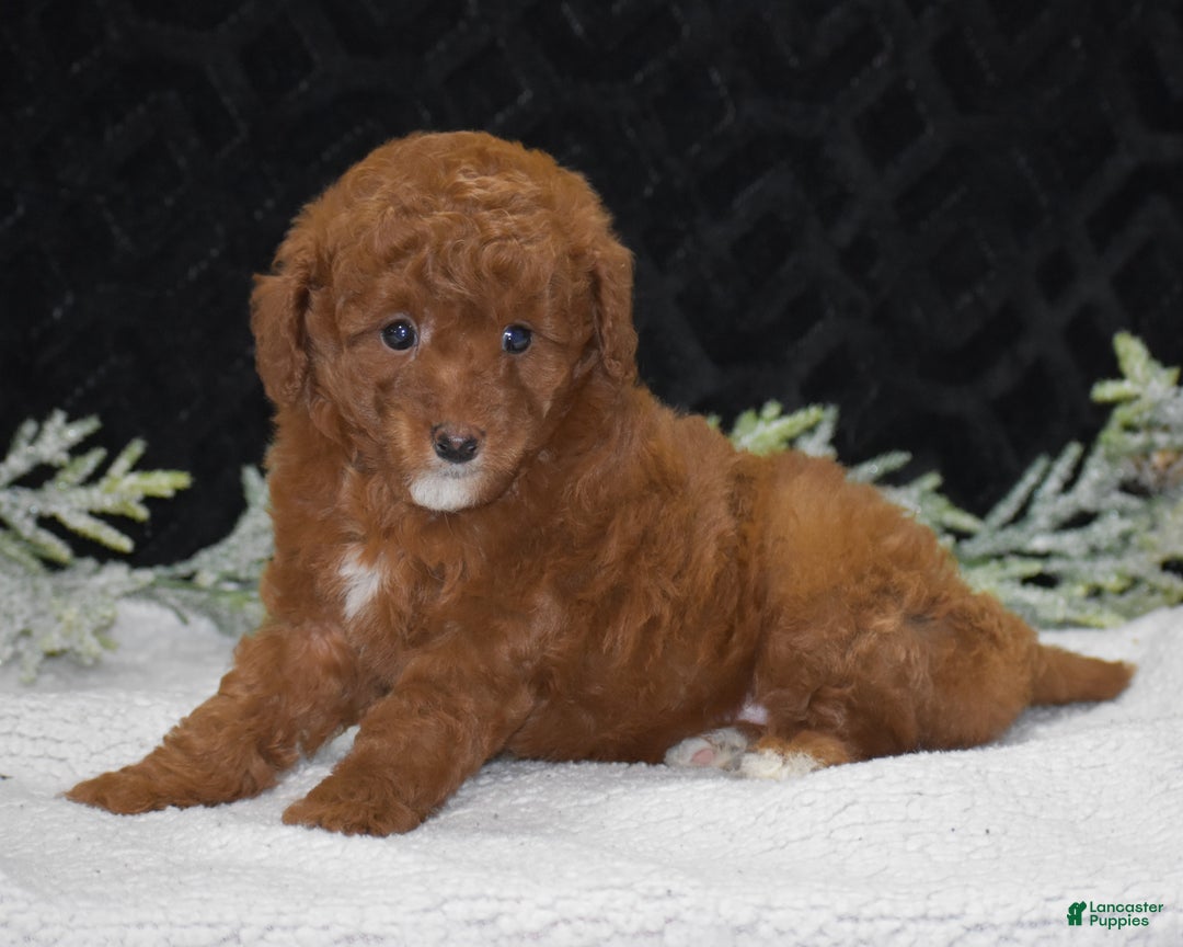 Miniature Poodle Puppies for sale in Doylestown, Pennsylvania