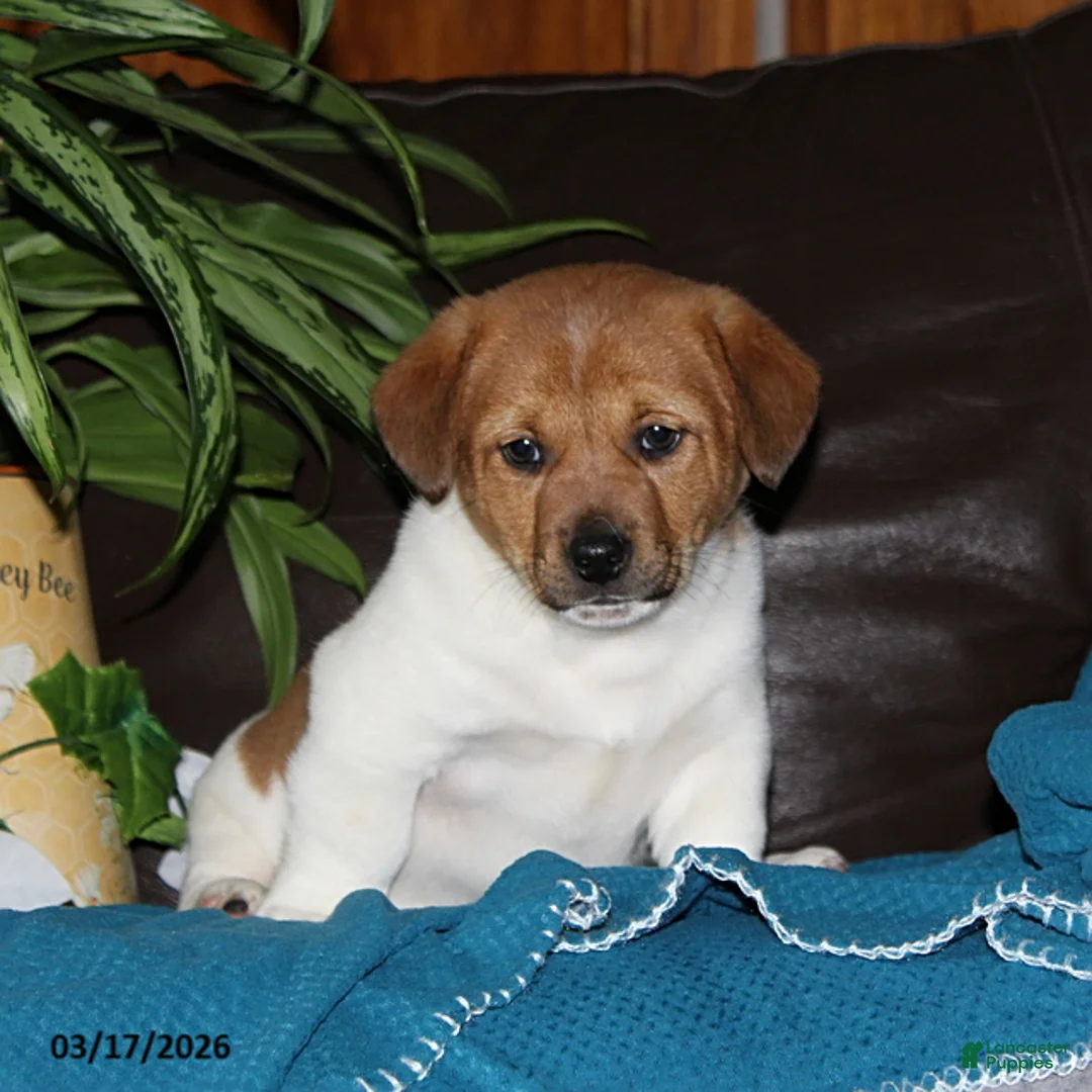 Mixed Breed dogs for sale: Riley - Ad 1
