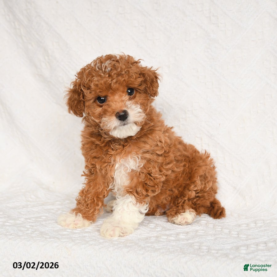 Toy Poodle dogs Frisky - Ad 2