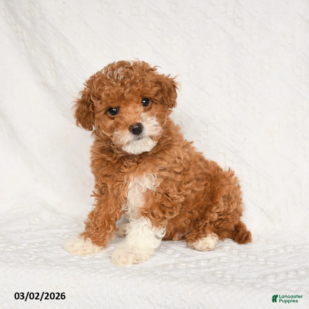 Toy Poodle dogs for sale: Frisky - Ad 2