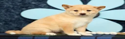 Shiba Inu dogs for sale: Kayla - Ad 4
