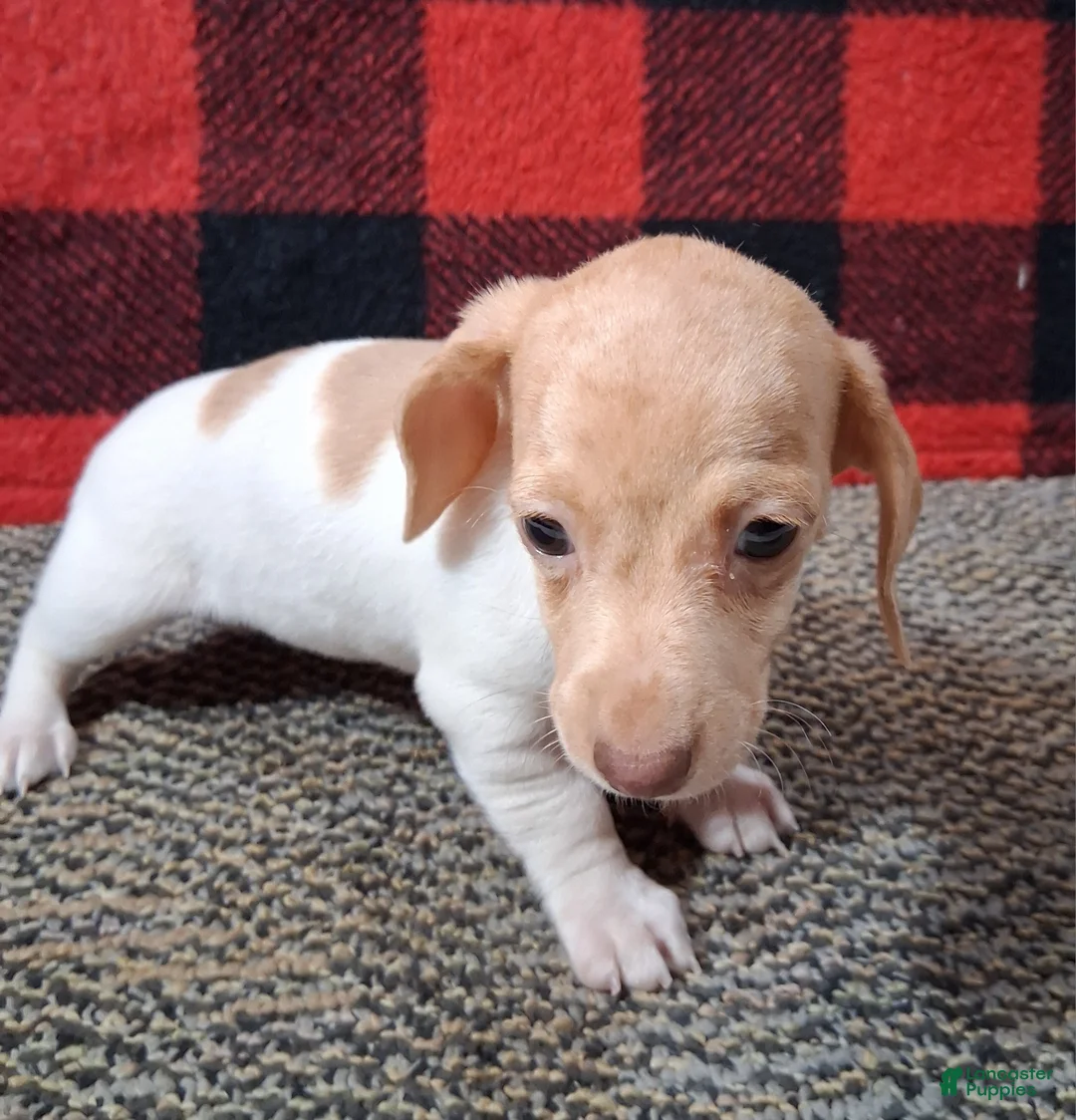 Miniature Dachshund dogs for sale: Angela - Ad 5