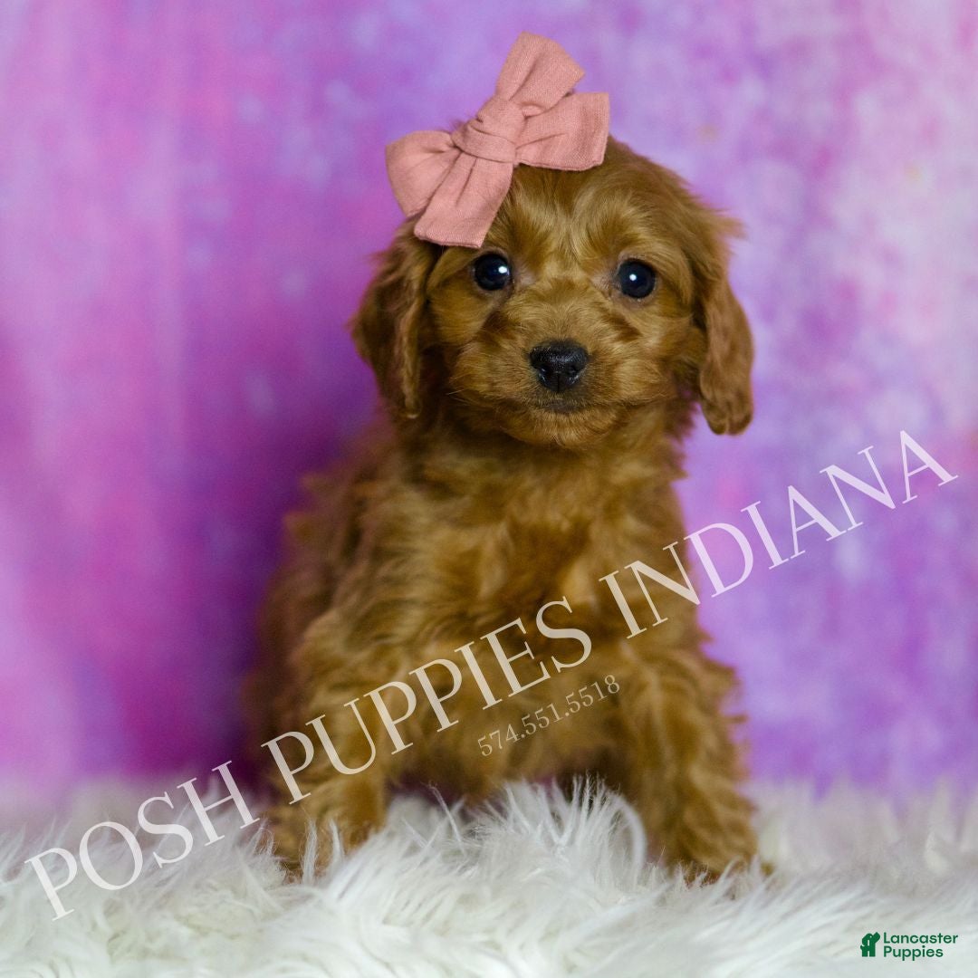 Cavapoo dogs Sunflower Adorable F1B Champion Line Cavapoo - Ad 1