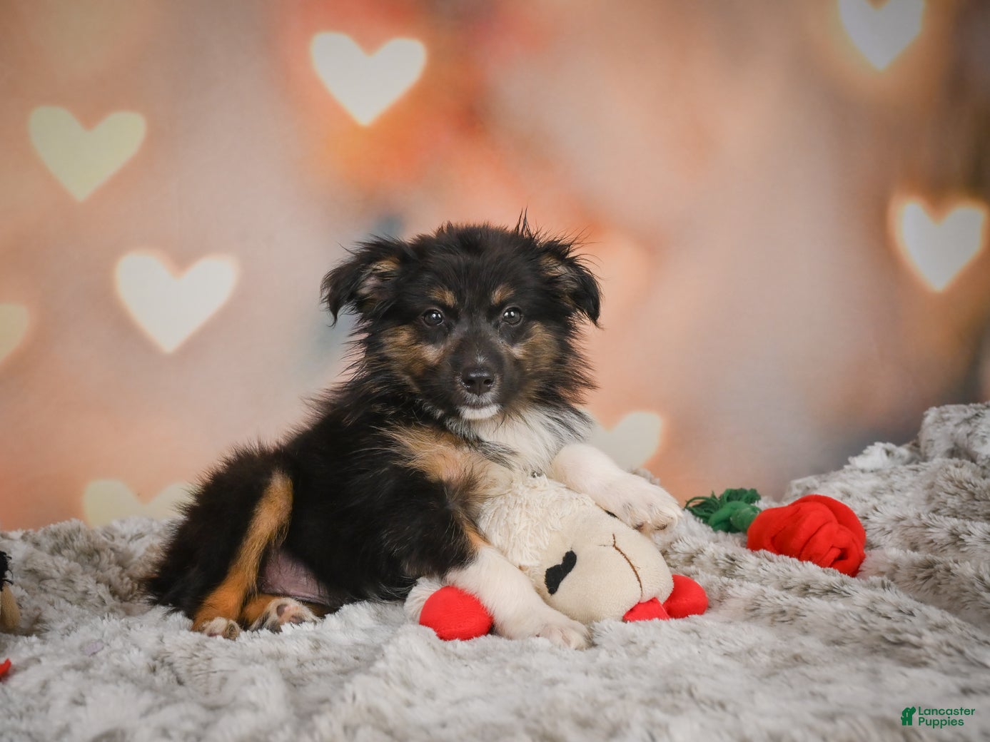 Miniature Australian Shepherd dogs Alice - Ad 2