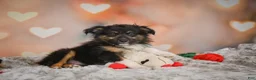 Miniature Australian Shepherd dogs for sale: Alice - Ad 2