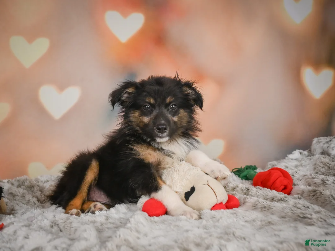 Miniature Australian Shepherd dogs for sale: Alice - Ad 2
