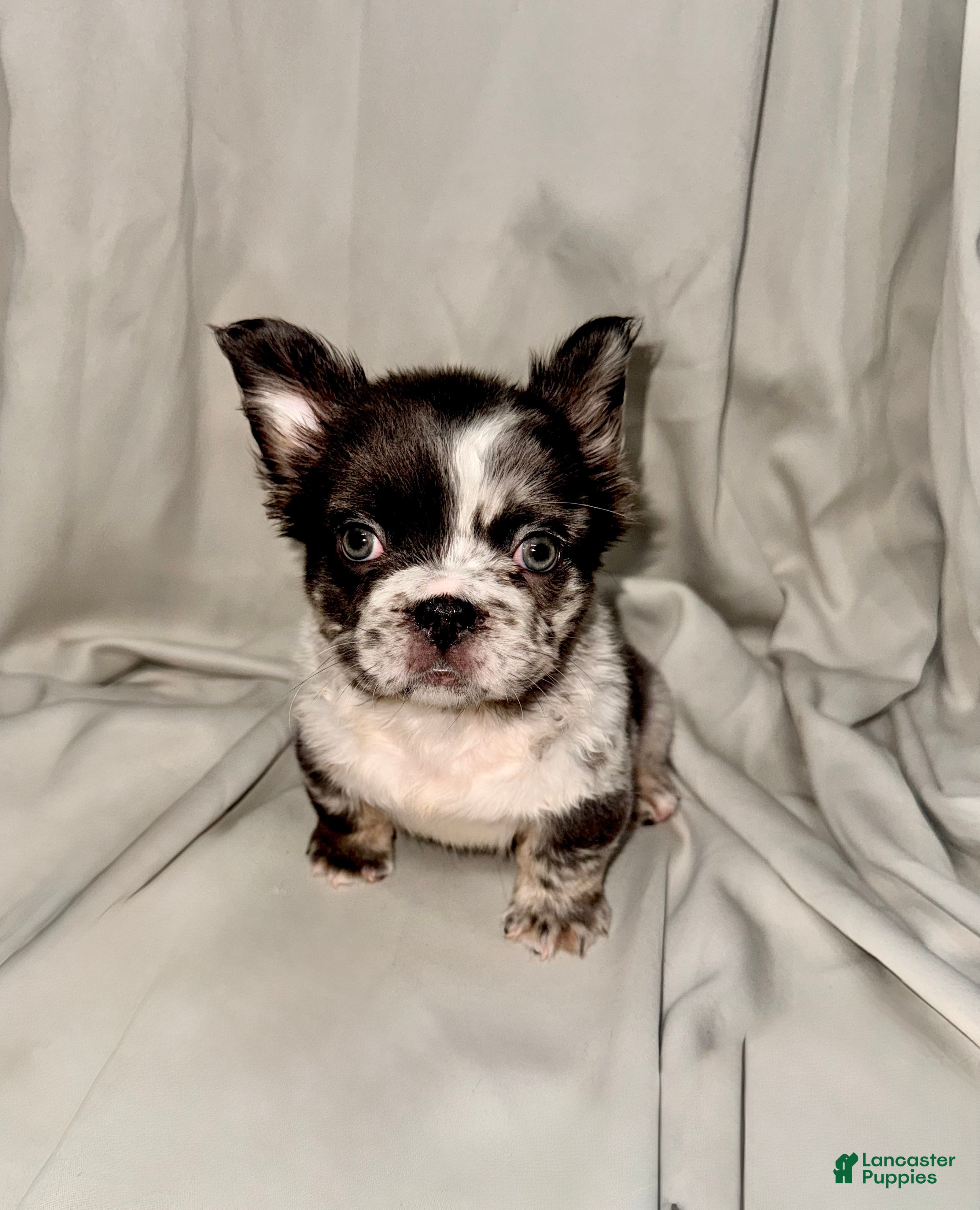 French Bulldog dogs White/ Blue Fluffy French Bulldog  - Ad 25