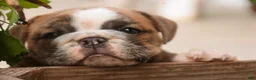 Mixed Breed dogs for sale: Delsie Victorian Bulldog - Ad 7