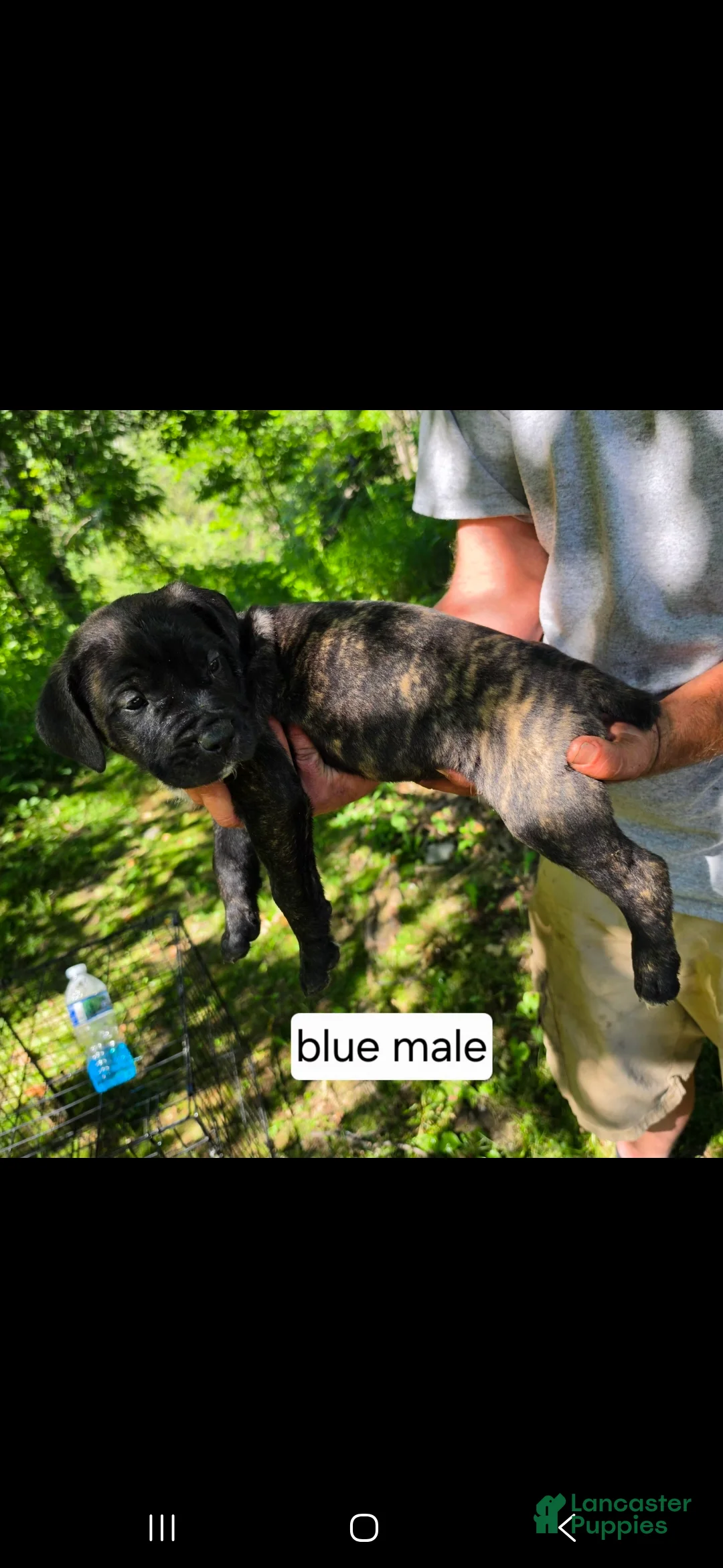 Mixed Breed dogs for sale: Blue male - Ad 2