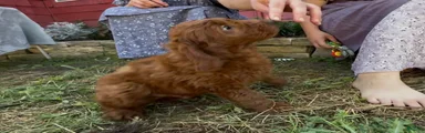 Coco