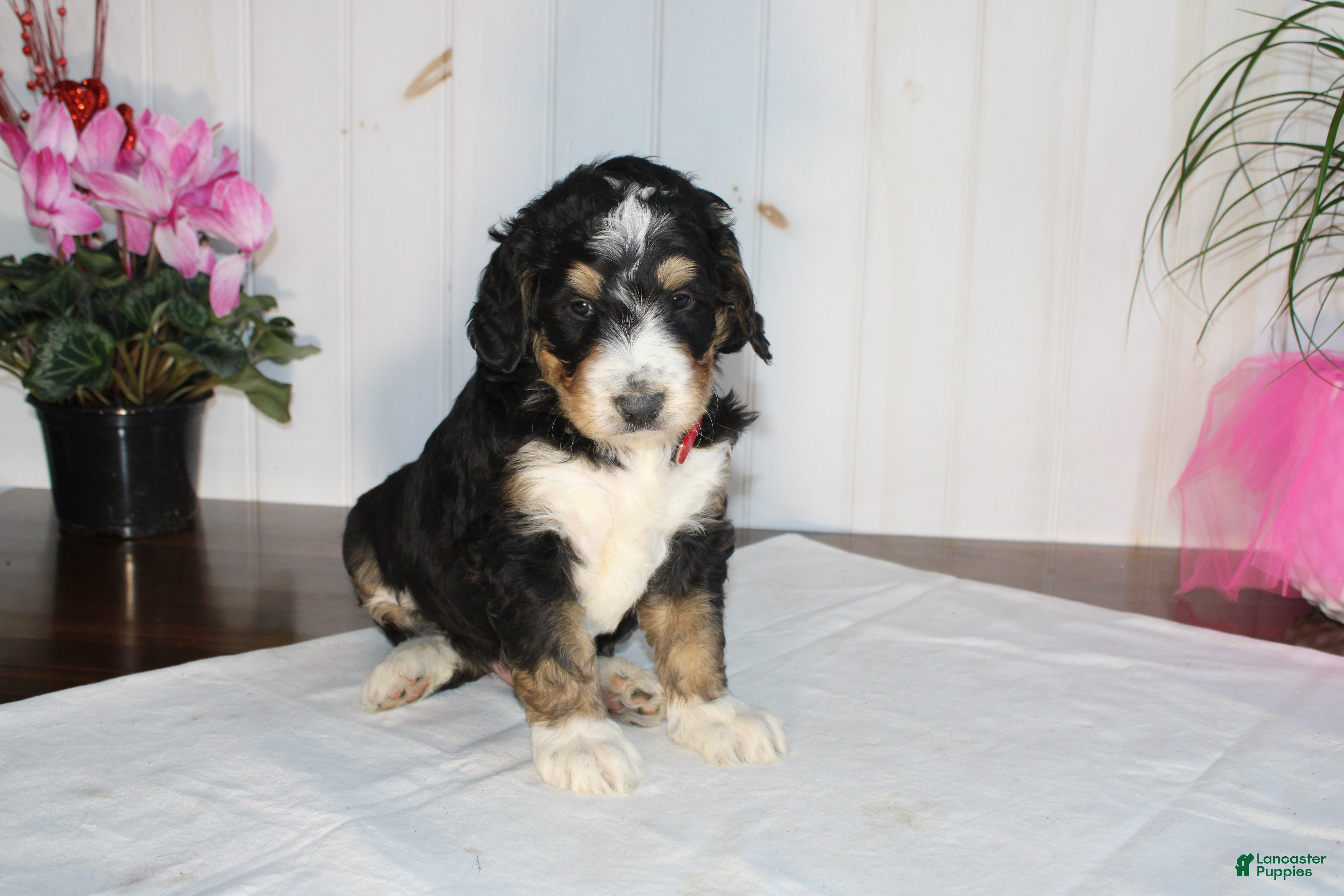 Bernedoodle dogs Smooch - Ad 24