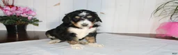 Bernedoodle dogs for sale: Smooch - Ad 1