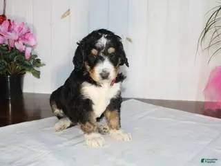 Bernedoodle dogs Smooch - Ad 24