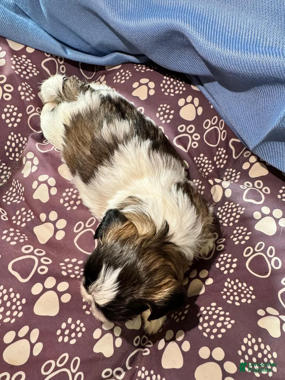 Shih Tzu dogs for sale: Shih Tzu Puppy 5 - Ad 11