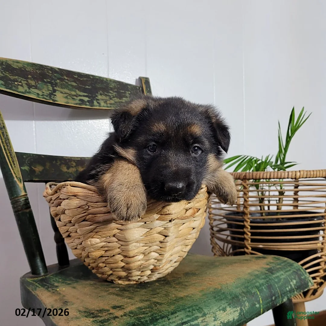 German Shepherd dogs for sale: Missy - Ad 4