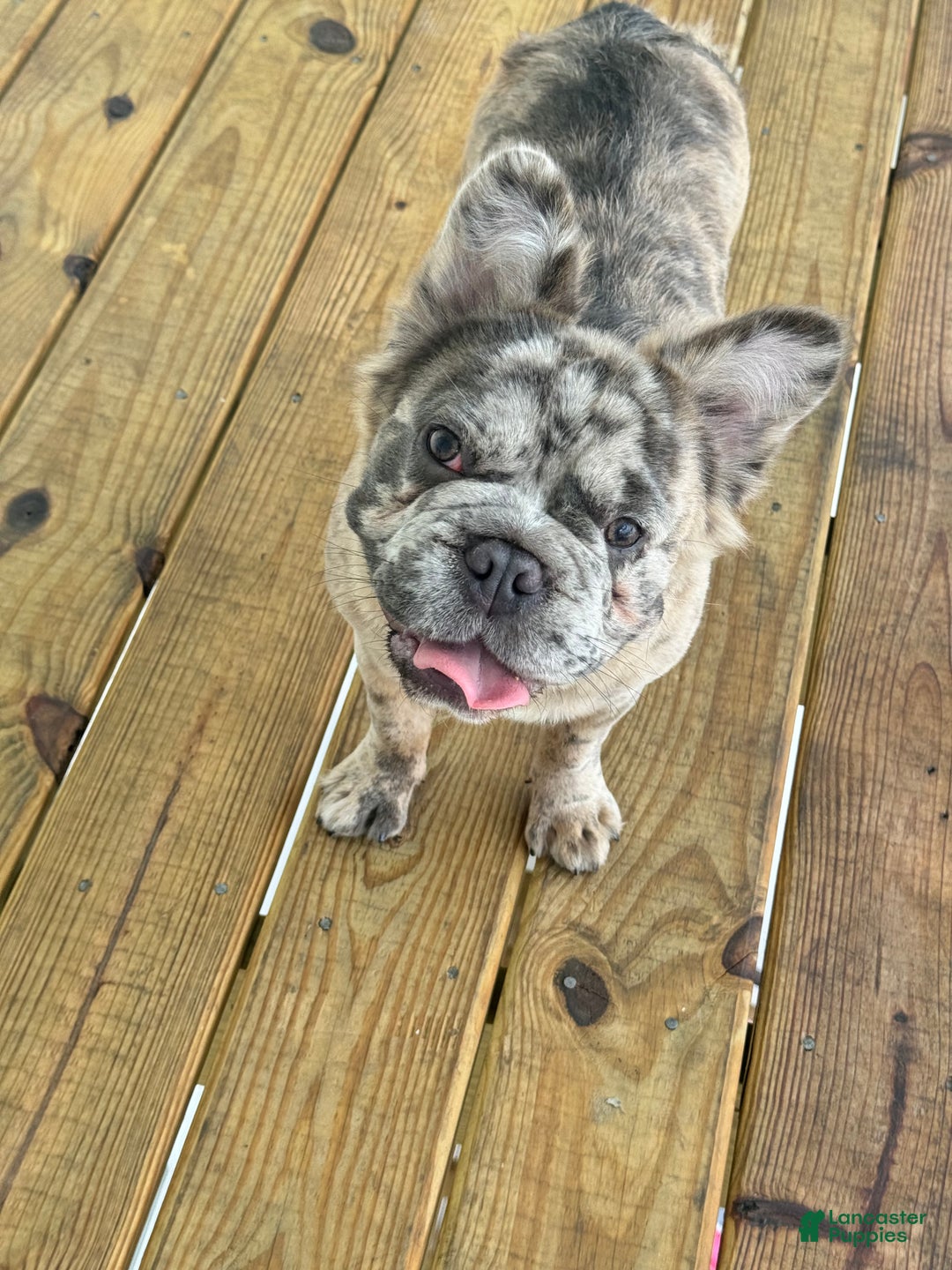 French Bulldog dogs for sale: Minnie - Ad 2