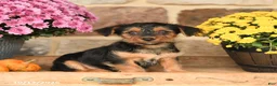 Shorkie dogs for sale: Asher - Ad 2