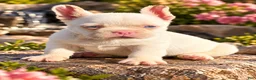 French Bulldog dogs for sale: Pink Bear  - Ad 5