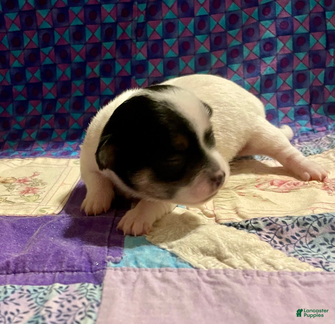 Chihuahua dogs for sale: Lucille - Ad 39