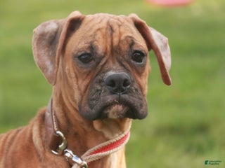 Boxer dogs Hallie - Ad 14