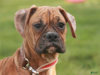 Boxer dogs Hallie - Ad 32