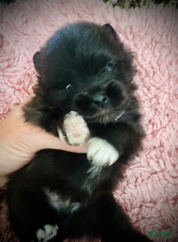 Pomeranian dogs Dash - Ad 2