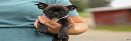 Frenchton dogs for sale: BETZY - Ad 1