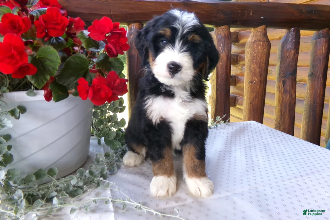 Mini Bernedoodle dogs for sale: Beauty - Ad 1