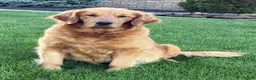 Golden Retriever dogs for sale: Max - Ad 7