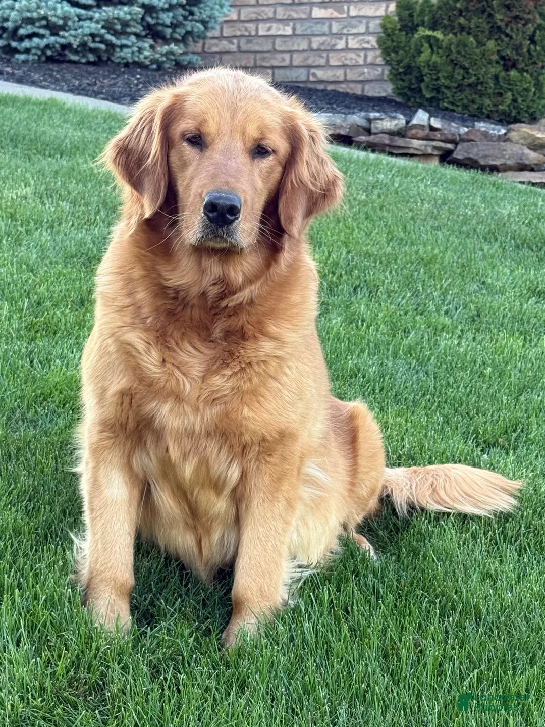 Golden Retriever dogs for sale: Max - Ad 7