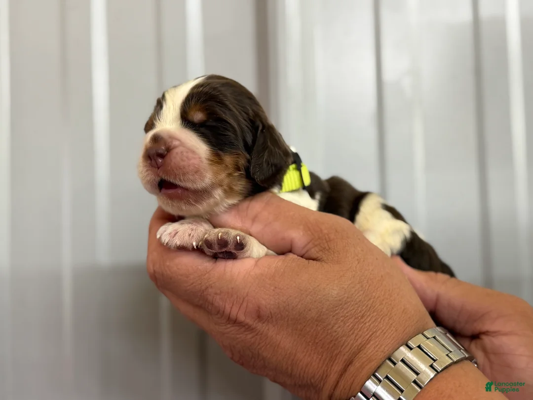 English Springer Spaniel dogs for sale: Reef  - Ad 22
