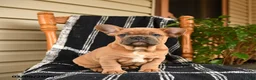 French Bulldog dogs for sale: Eeyore - Ad 3