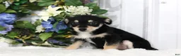 Chihuahua dogs for sale: Sparkle - Ad 3