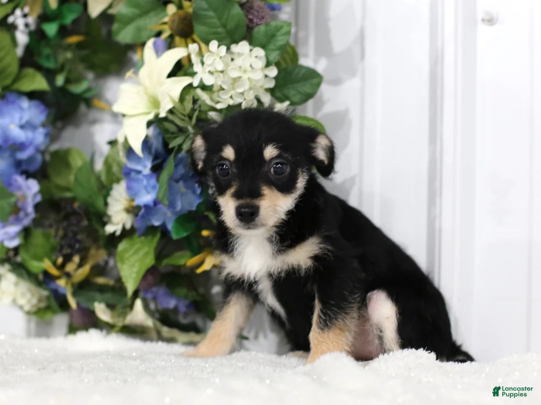 Chihuahua dogs for sale: Sparkle - Ad 3