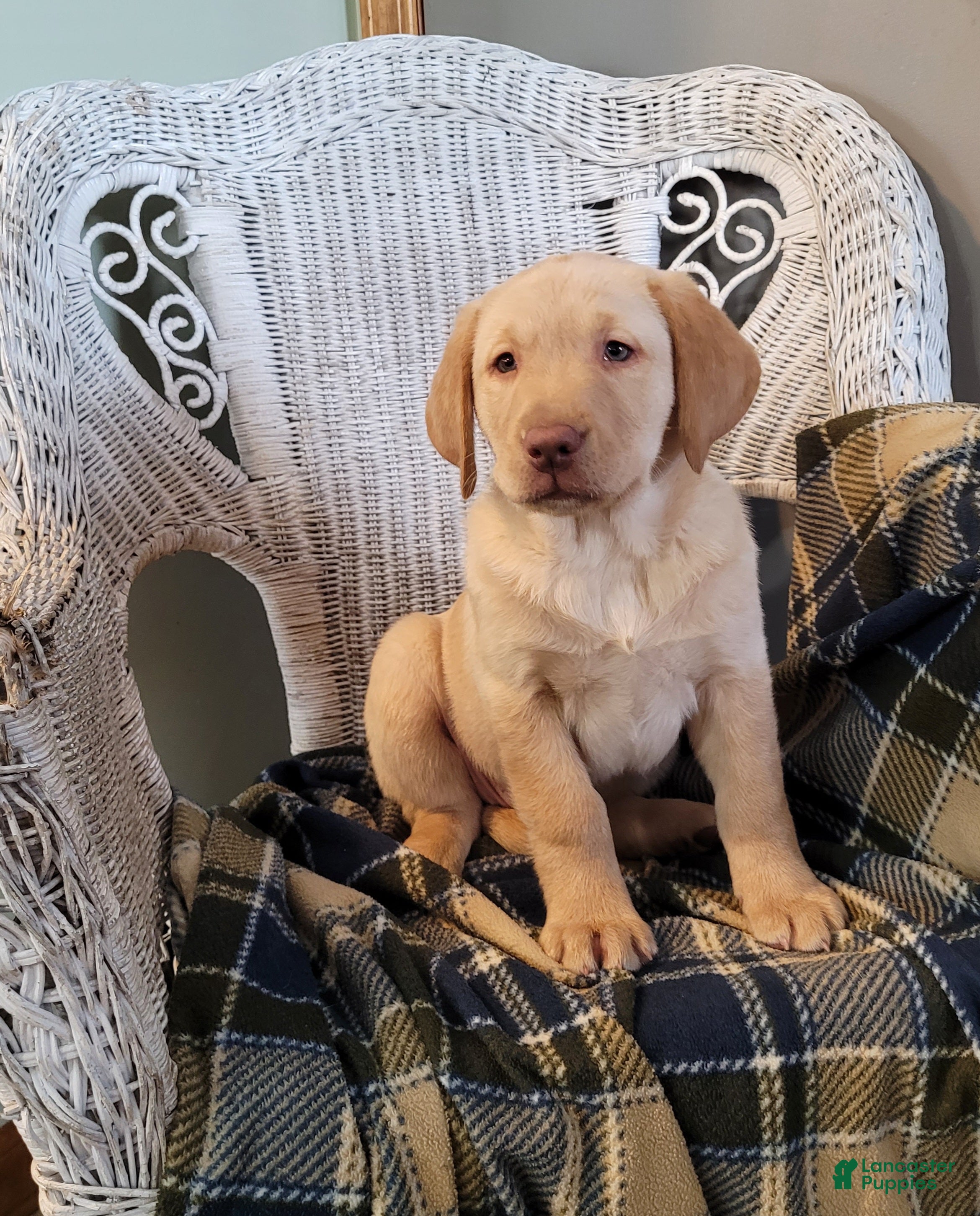 Labrador Retriever dogs Paisley  - Ad 1