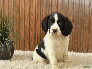 English Springer Spaniel dogs Frida - Ad 4