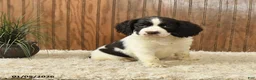 English Springer Spaniel dogs for sale: Frida  - Ad 1
