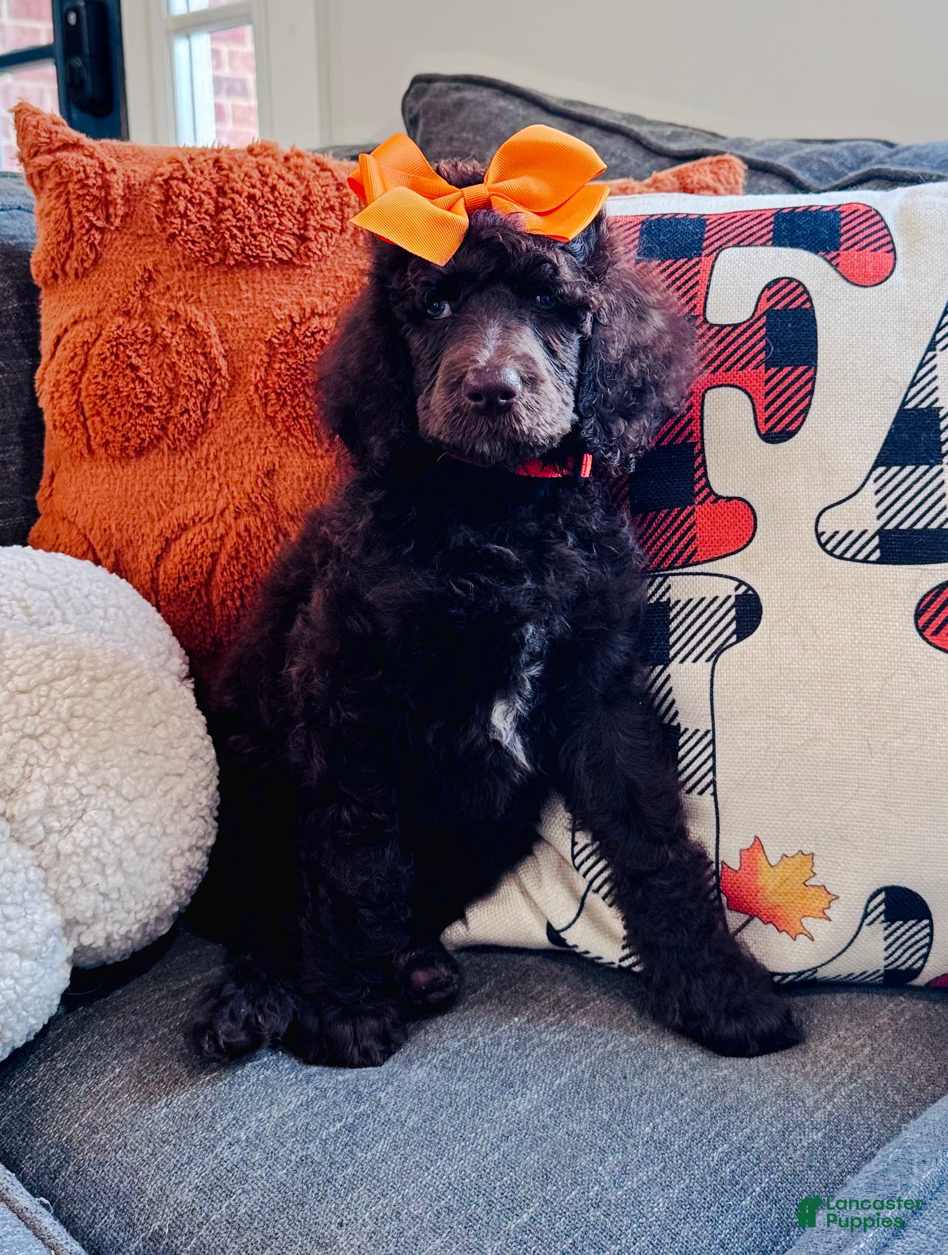 Standard Poodle dogs Orangie 🍊 - Ad 1