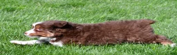 Miniature Australian Shepherd dogs for sale: Taylor - Ad 10