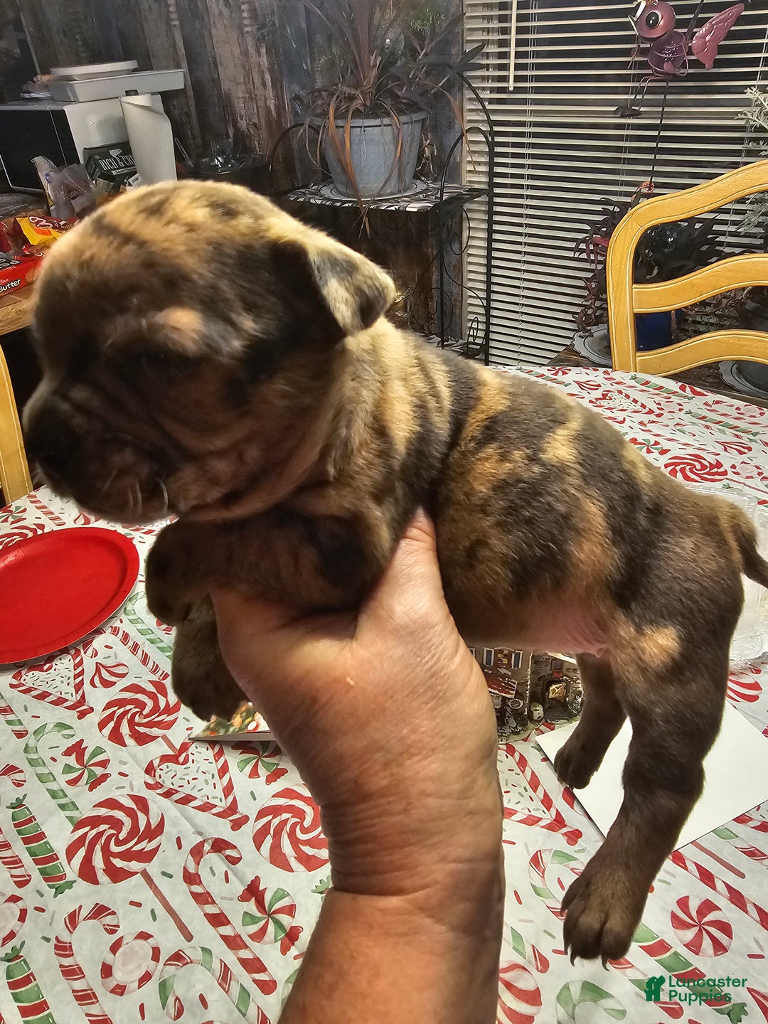 Mixed Breed dogs for sale: Frenchton Skittles - Ad 1