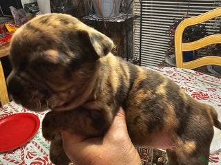 Mixed Breed dogs Frenchton Skittles - Ad 8