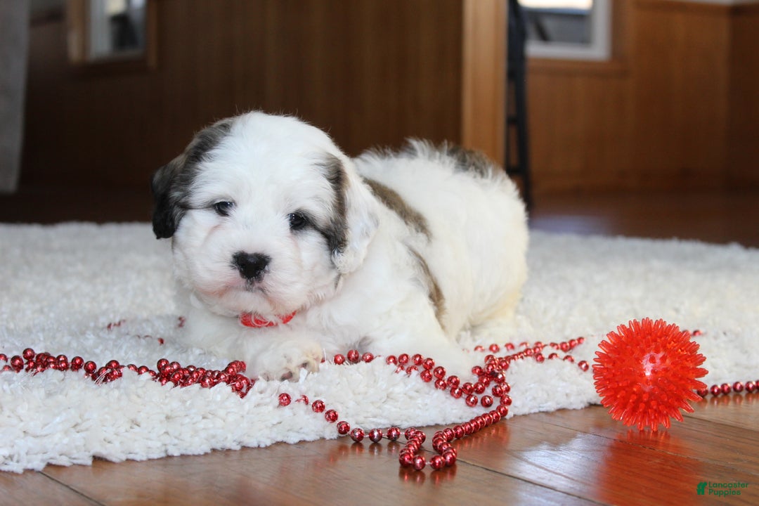 Teddy Bear dogs for sale: Lonnie - Ad 10