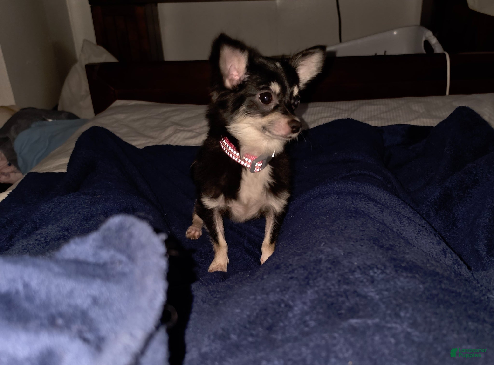 Chihuahua dogs for sale: Chihuahua Puppy 1 - Ad 2