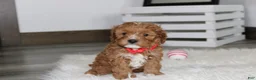 Cavapoo dogs for sale: Lenny  - Ad 1